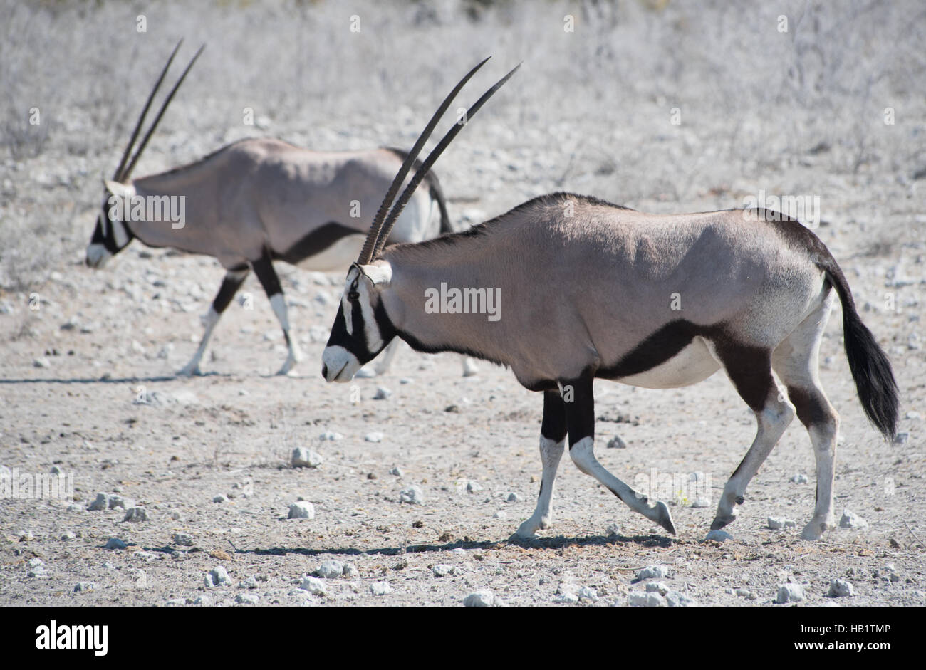 Oryx antelope (Oryx) Stock Photo