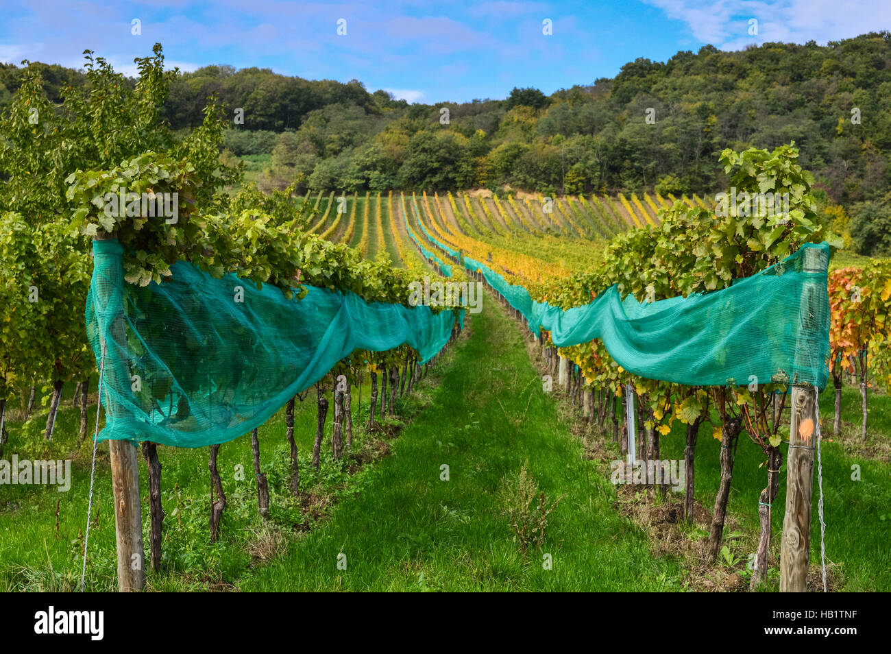 Vineyard in Donnerskirchen Burgenland Stock Photo