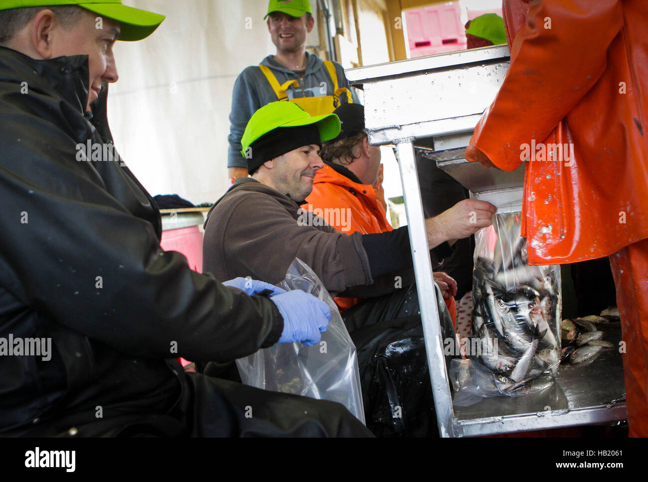 Richmond, Canada. 3rd Dec, 2016. Volunteers help bagging the fish