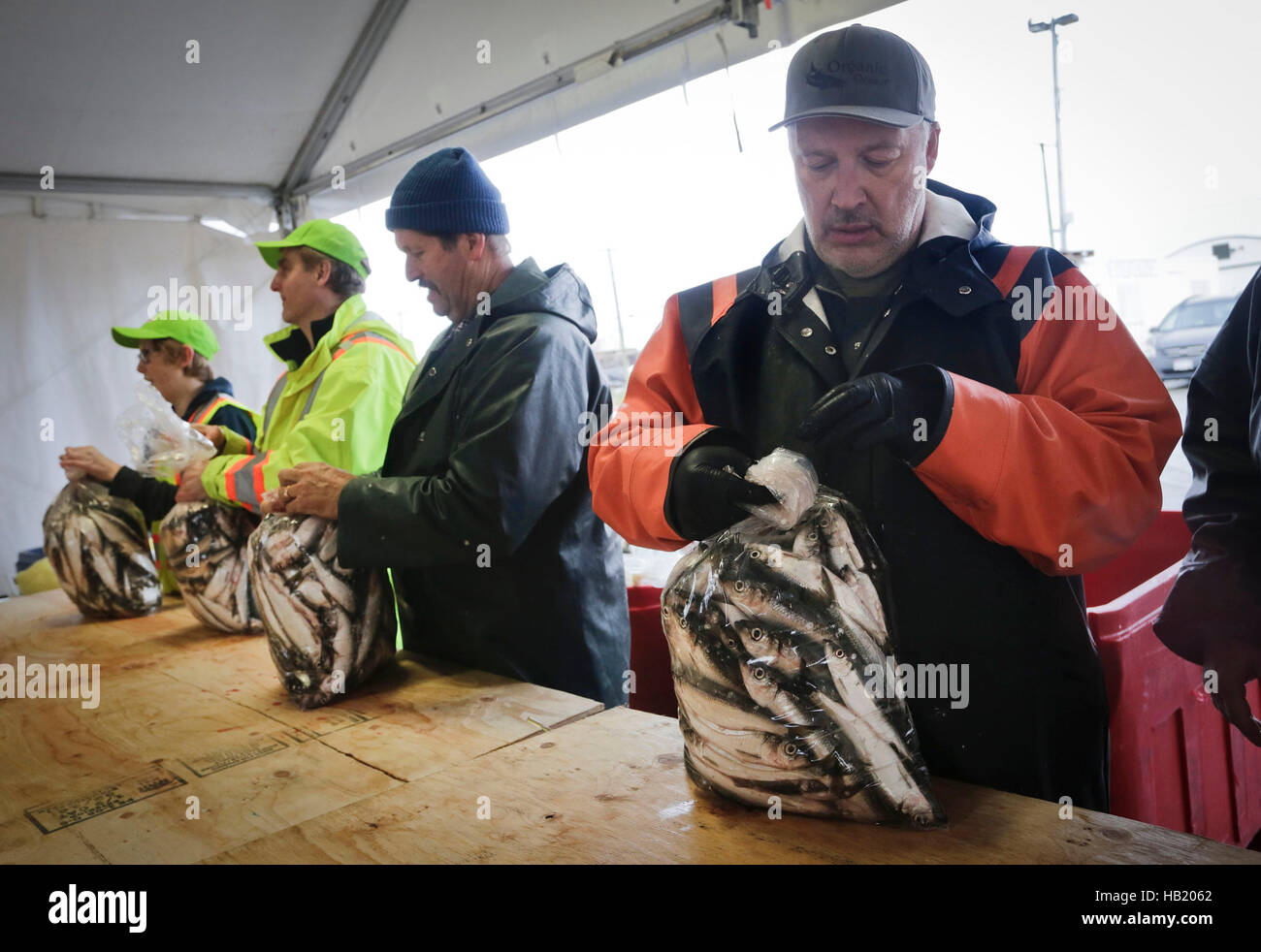 Richmond, Canada. 3rd Dec, 2016. Volunteers help packing the fish