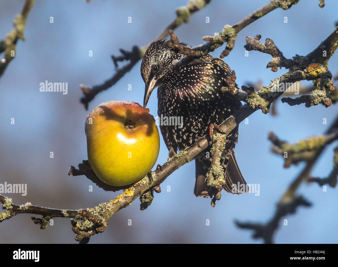 Желтое яблоко с птичкой на синем фоне. Птицы которые клюют яблоки. Птицы которые едят черешню. Птицы склевывают яблоки. Птица ест яблоки.