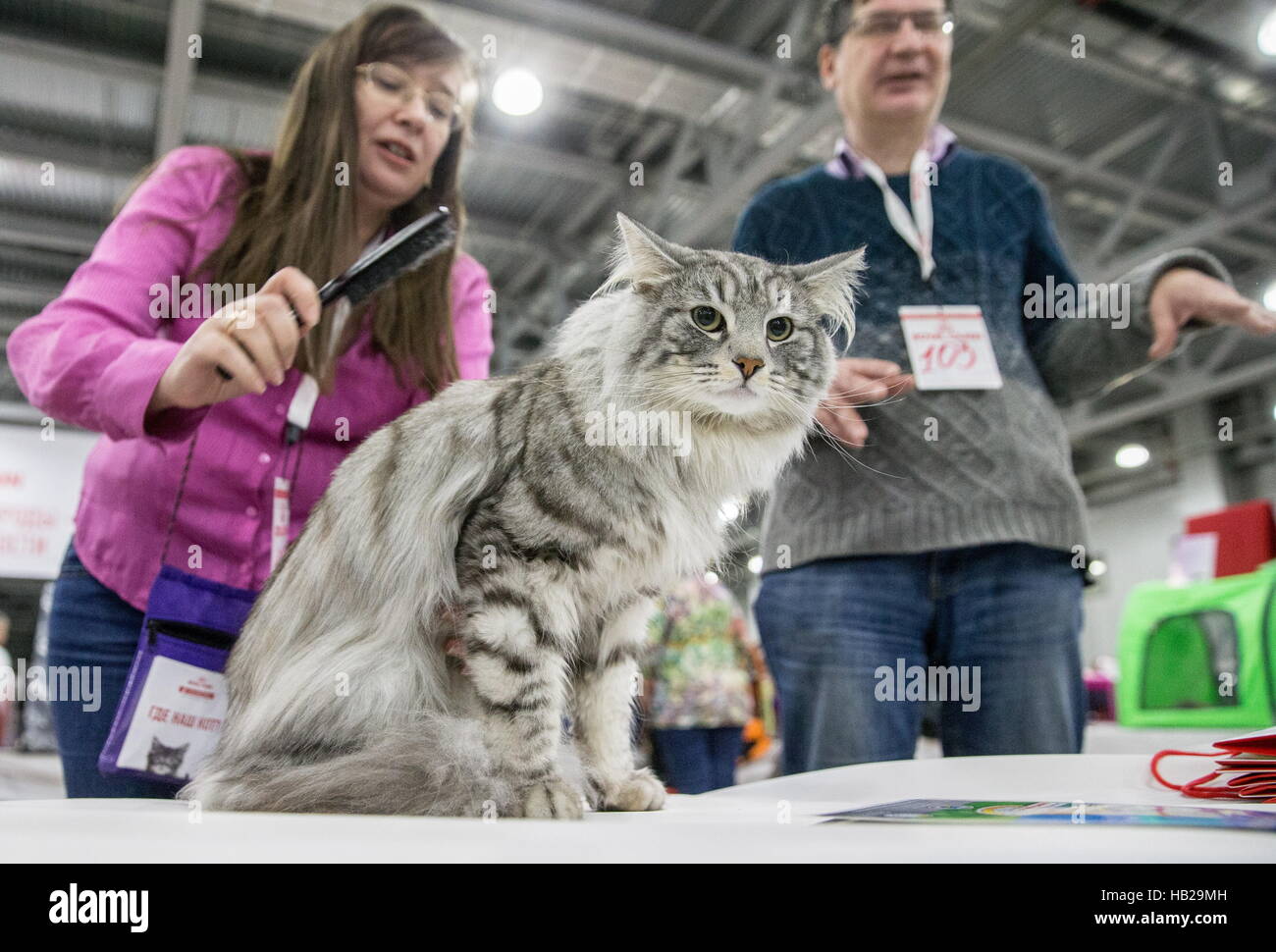 royal canin siberian cat