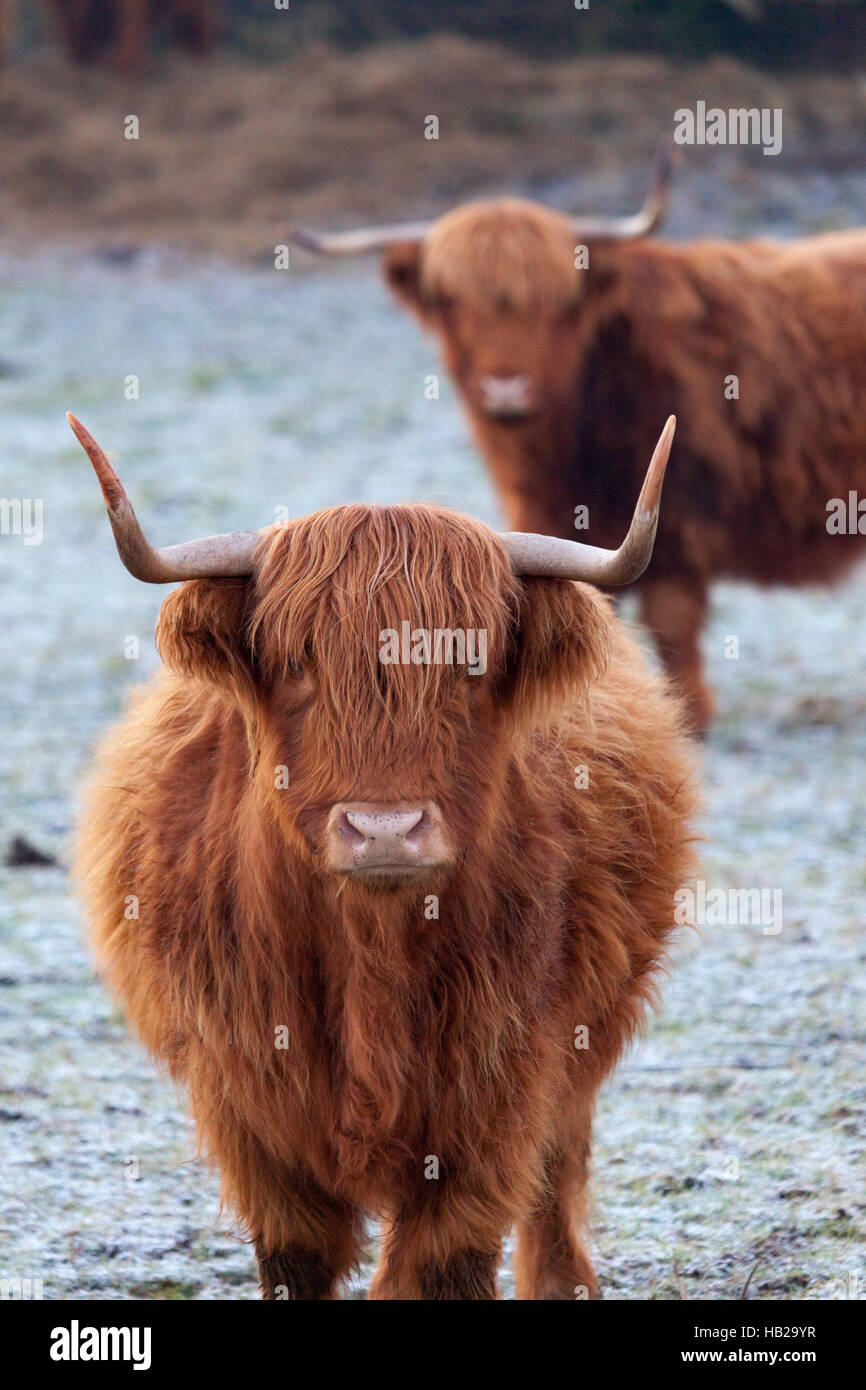 Highland cattle (Bos taurus - Scientific name) in a farmers field