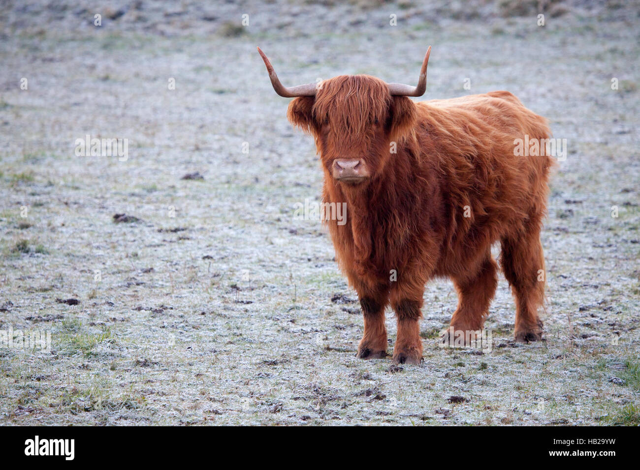 Highland cattle (Bos taurus - Scientific name) in a farmers field
