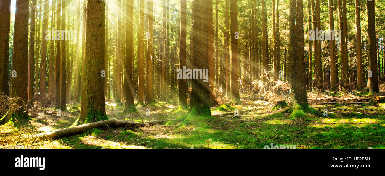 Sunlight in the green forest Stock Photo - Alamy