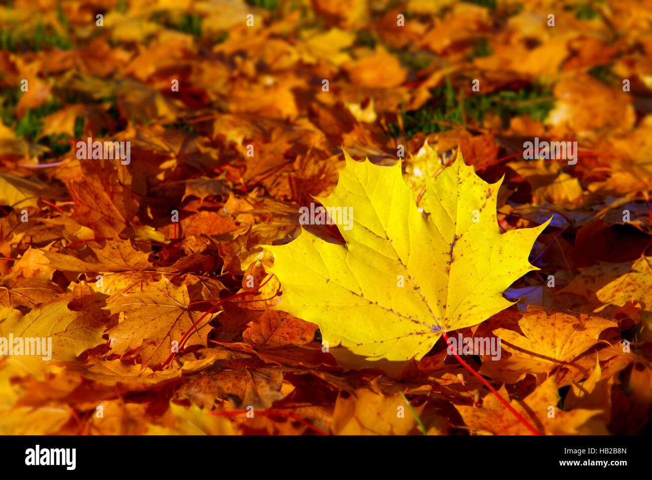 Autumn background with maple leaves Stock Photo - Alamy