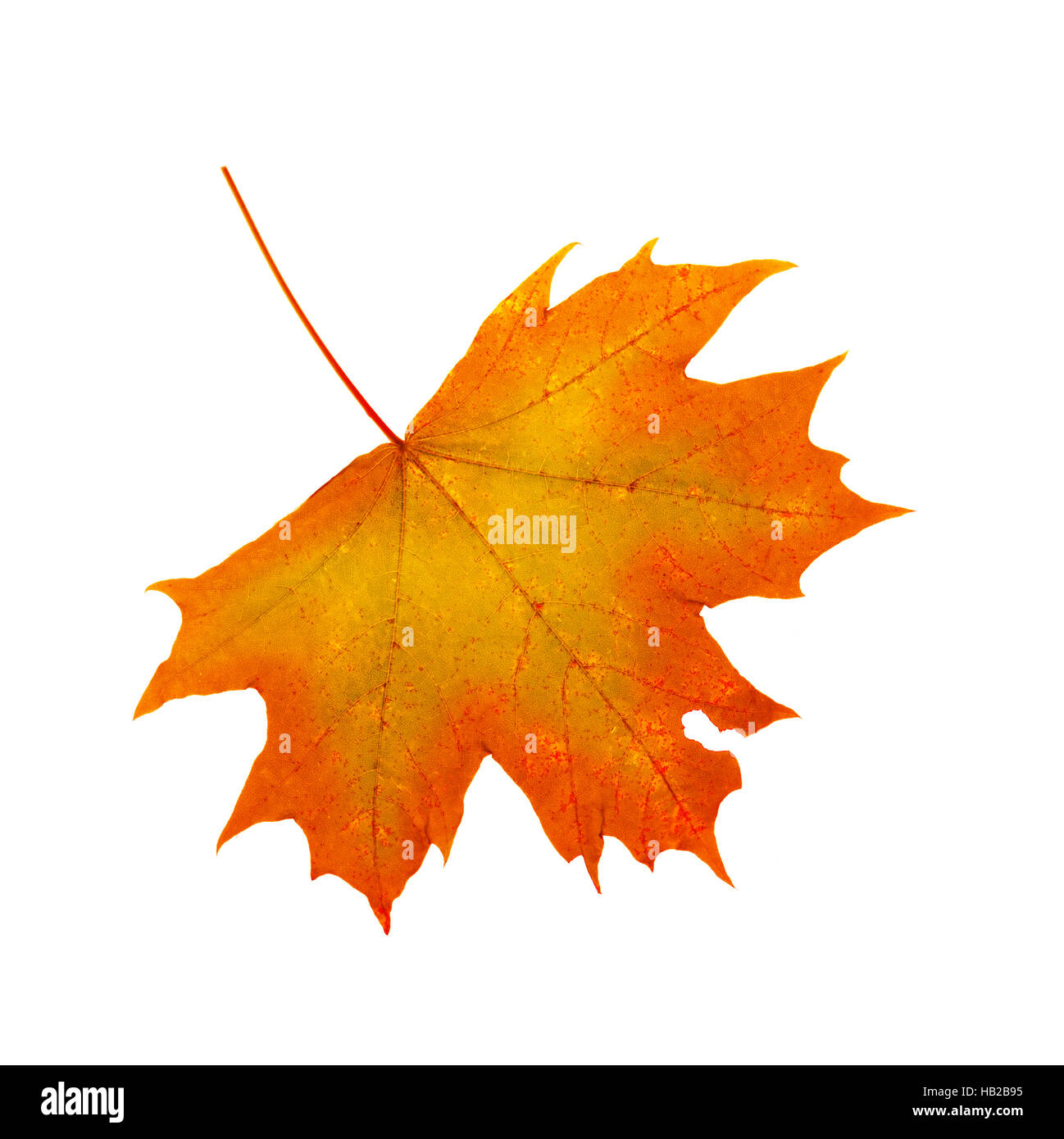 Colorful autumn maple leaf isolated . Stock Photo