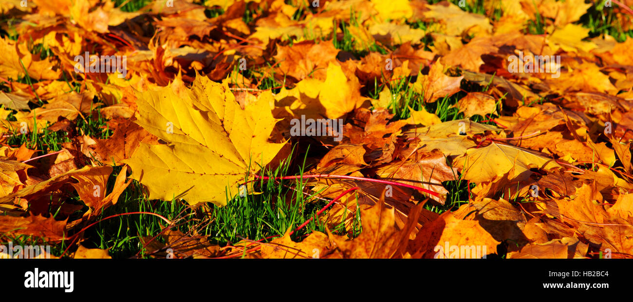Autumn background with maple leaves Stock Photo - Alamy