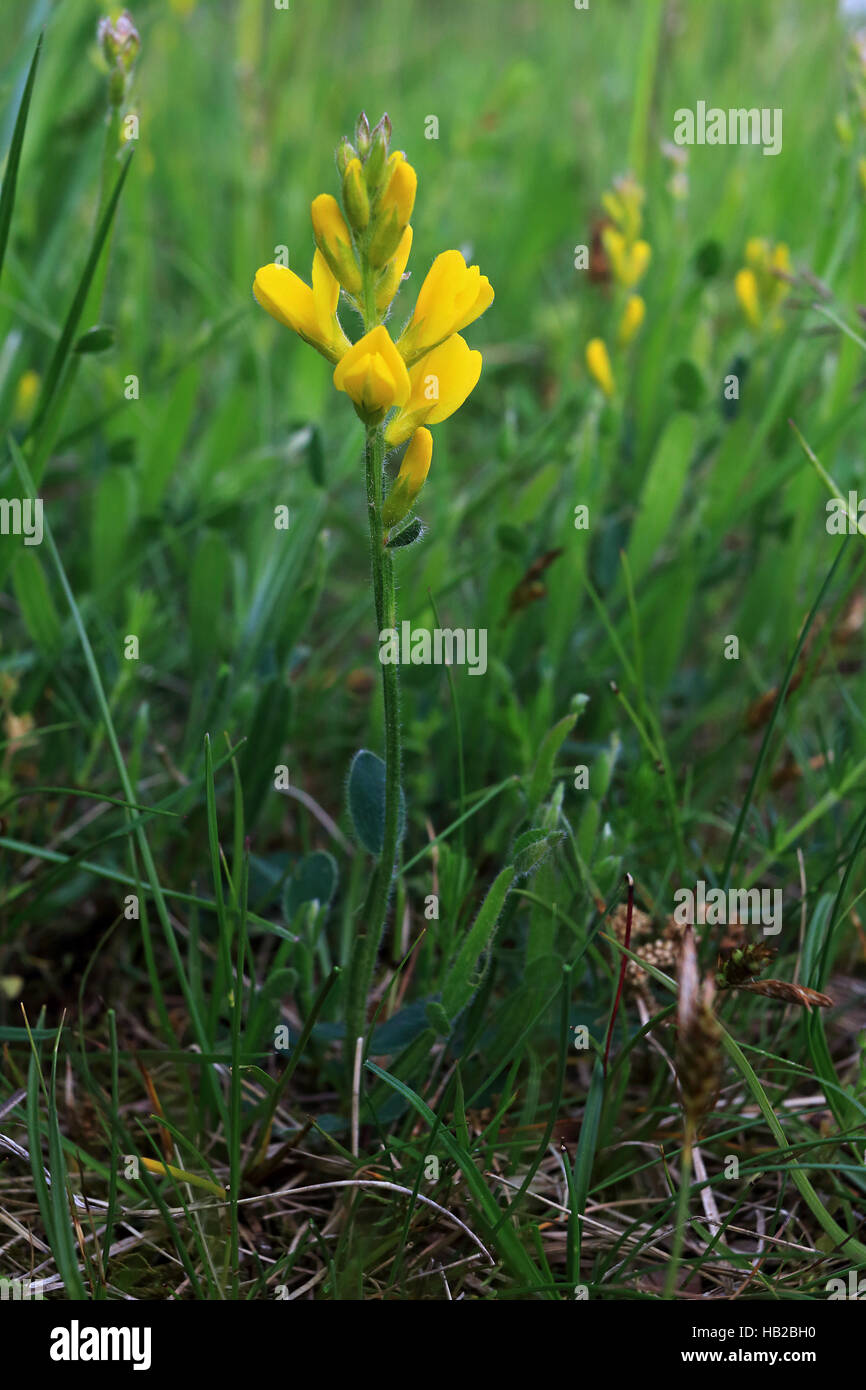 Chamaespartium sagittale, Genista sagittalis Stock Photo