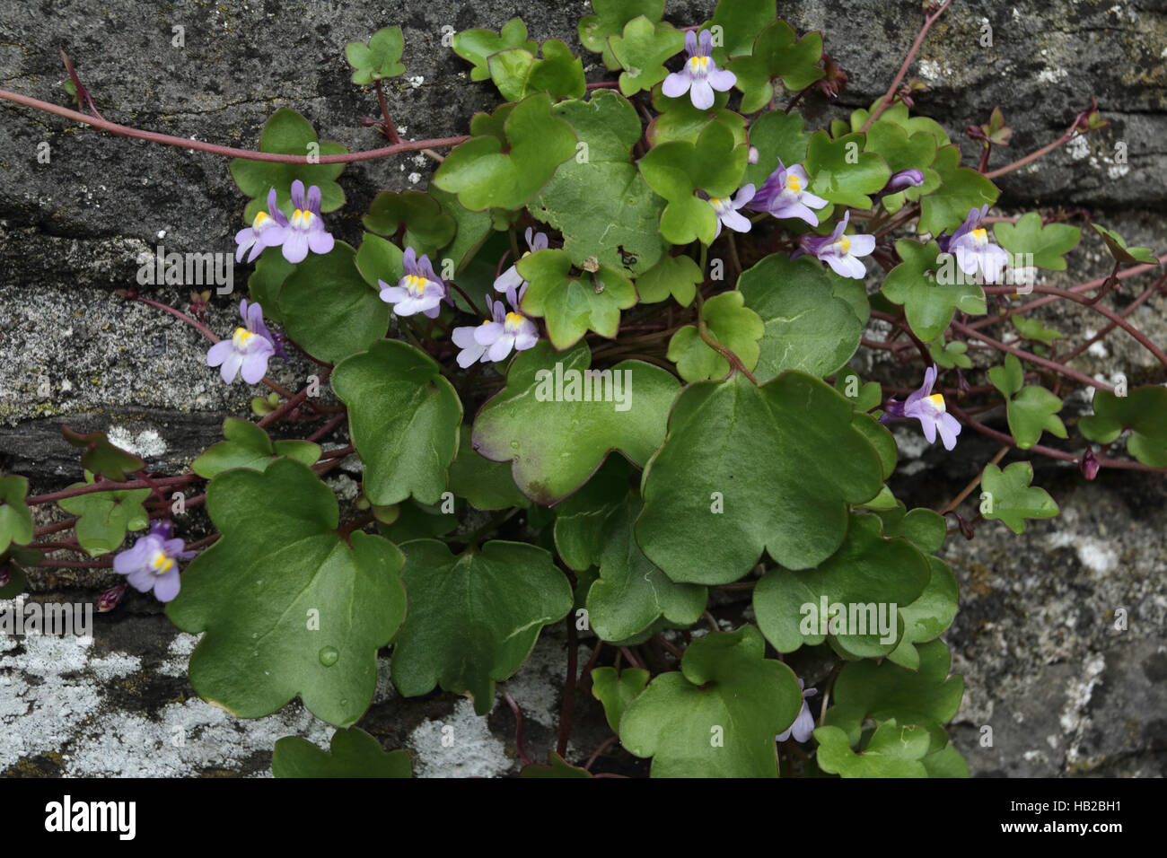 Ivy-leaved toadflax, Cymbalaria muralis Stock Photo