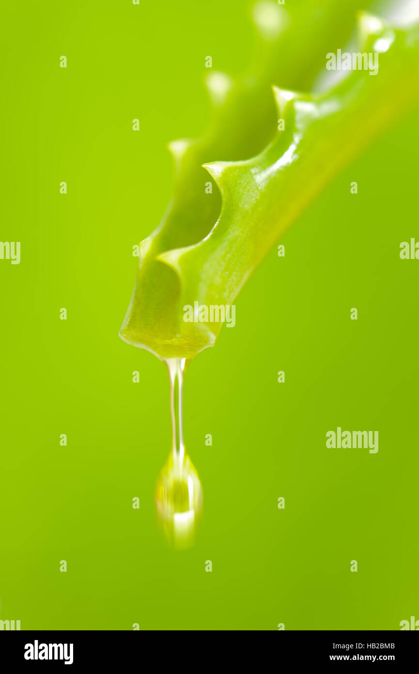 Aloe vera as alternative medicine Stock Photo Alamy