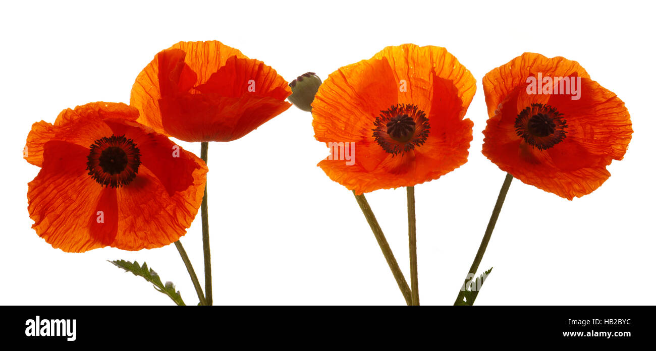 Four Poppy flowers isolated Stock Photo Alamy