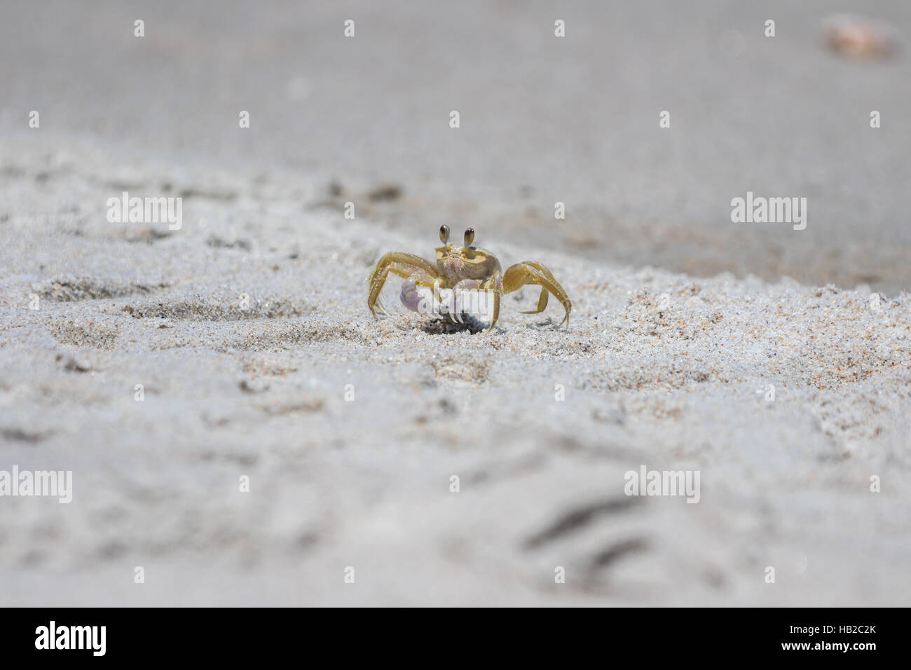 Atlantic Ghost Crab (Ocypode quadrata), Playalinda Beach, Merritt ...