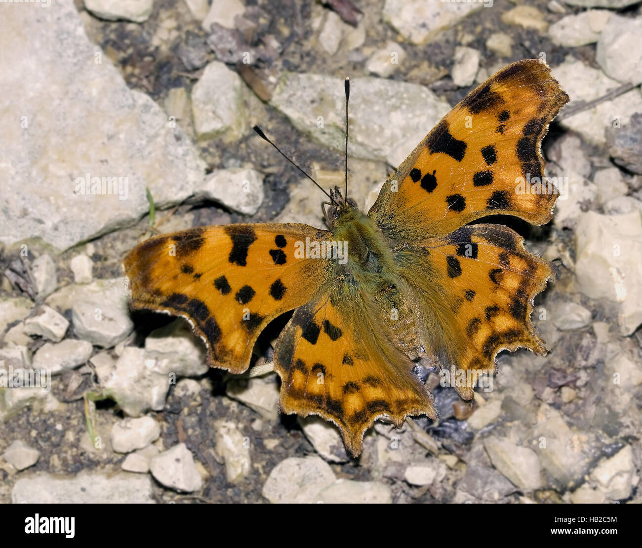 Comma butterfly Polygonia c-album, syn. Stock Photo