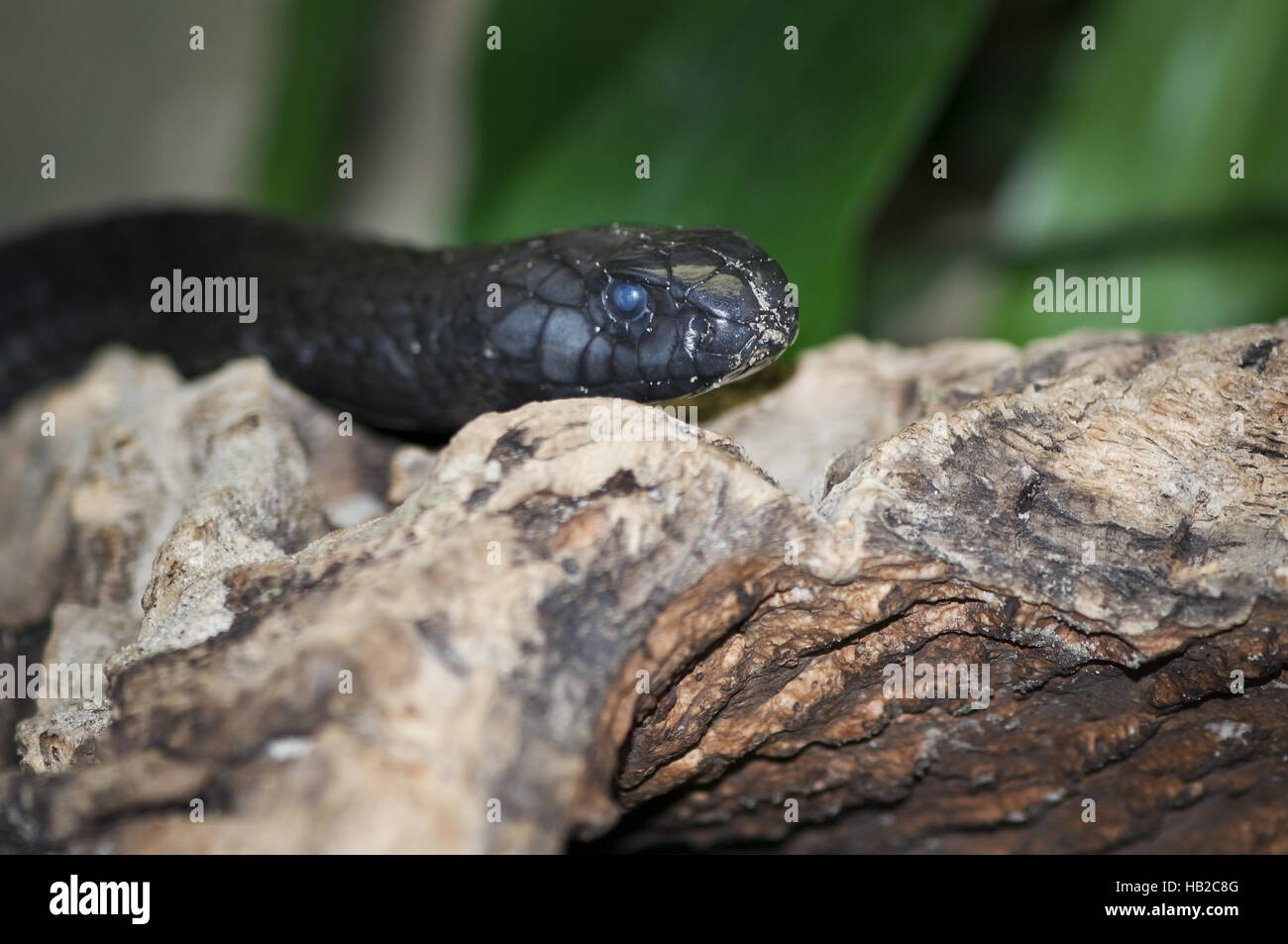 maroccan black cobra Stock Photo