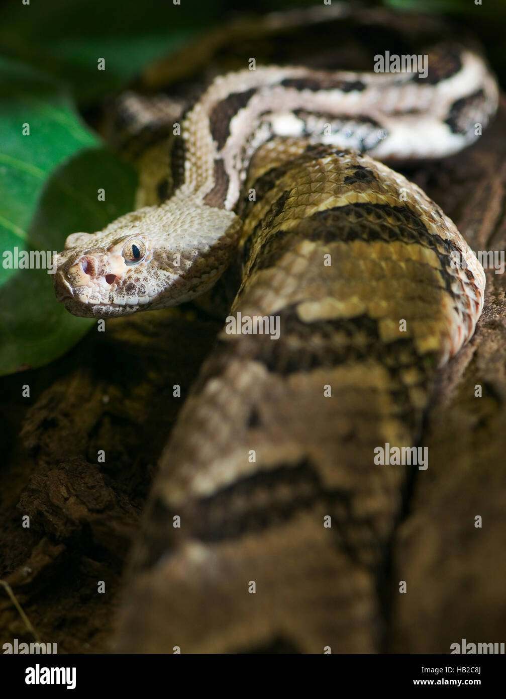Rattlesnake looks into camera Stock Photo