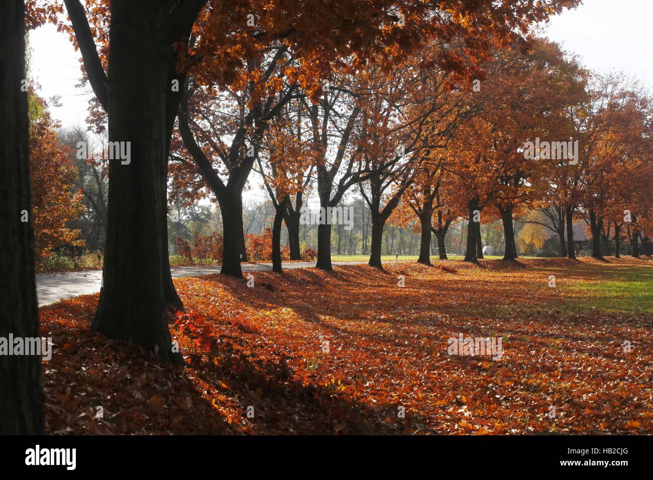 spreewald,autumn,germany Stock Photo