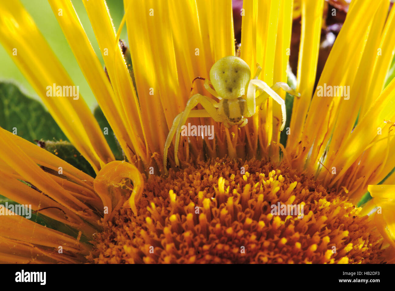 Crab Spider (Thomisidae Stock Photo Alamy