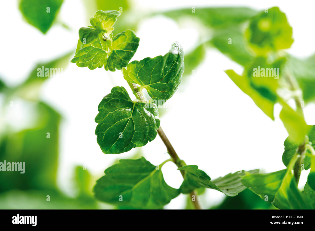 Yerba Buena (Clinopodium douglasii Stock Photo Alamy