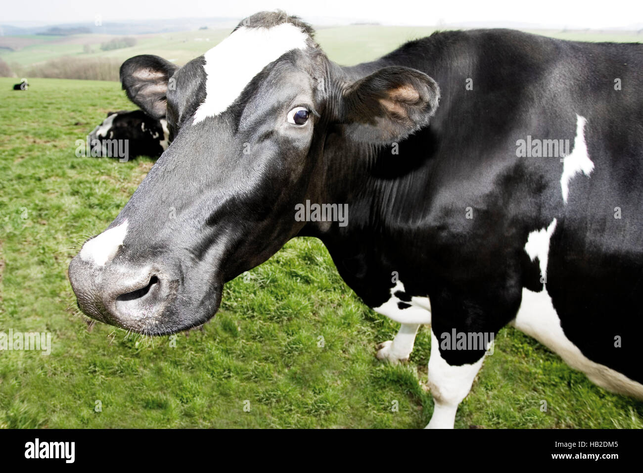 Holstein cow hi-res stock photography and images - Alamy