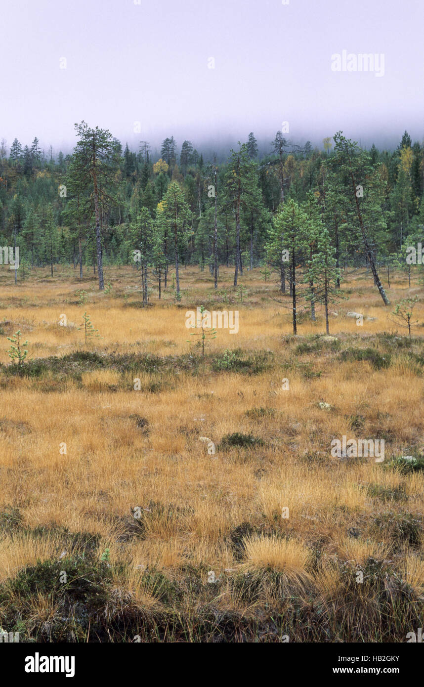 Hill moor with moor grass in fall Stock Photo