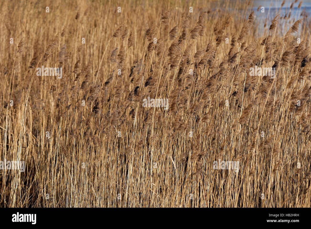 common reed Stock Photo