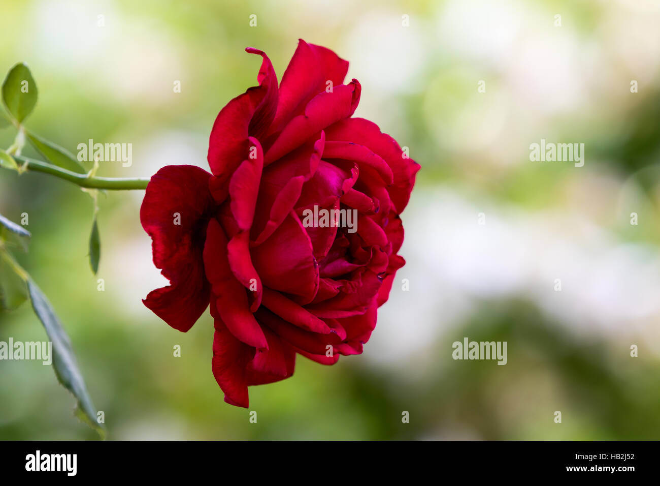 A Red Rose, Winter Park, Orlando, Florida Stock Photo Alamy
