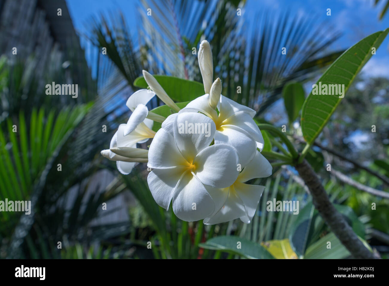 Beautiful exotic thai flower hi-res stock photography and images - Alamy