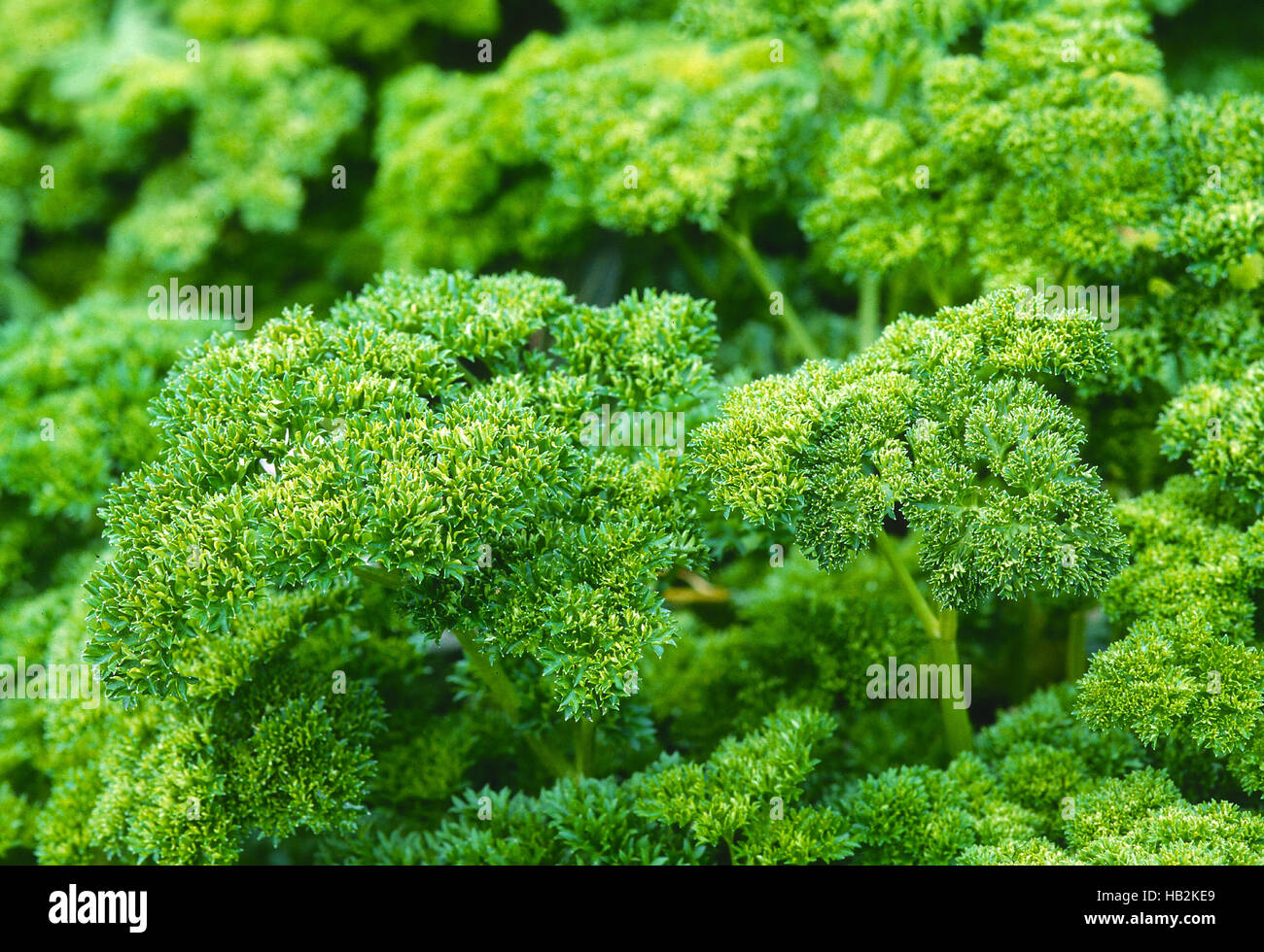 parsley, condiment, spice Stock Photo Alamy