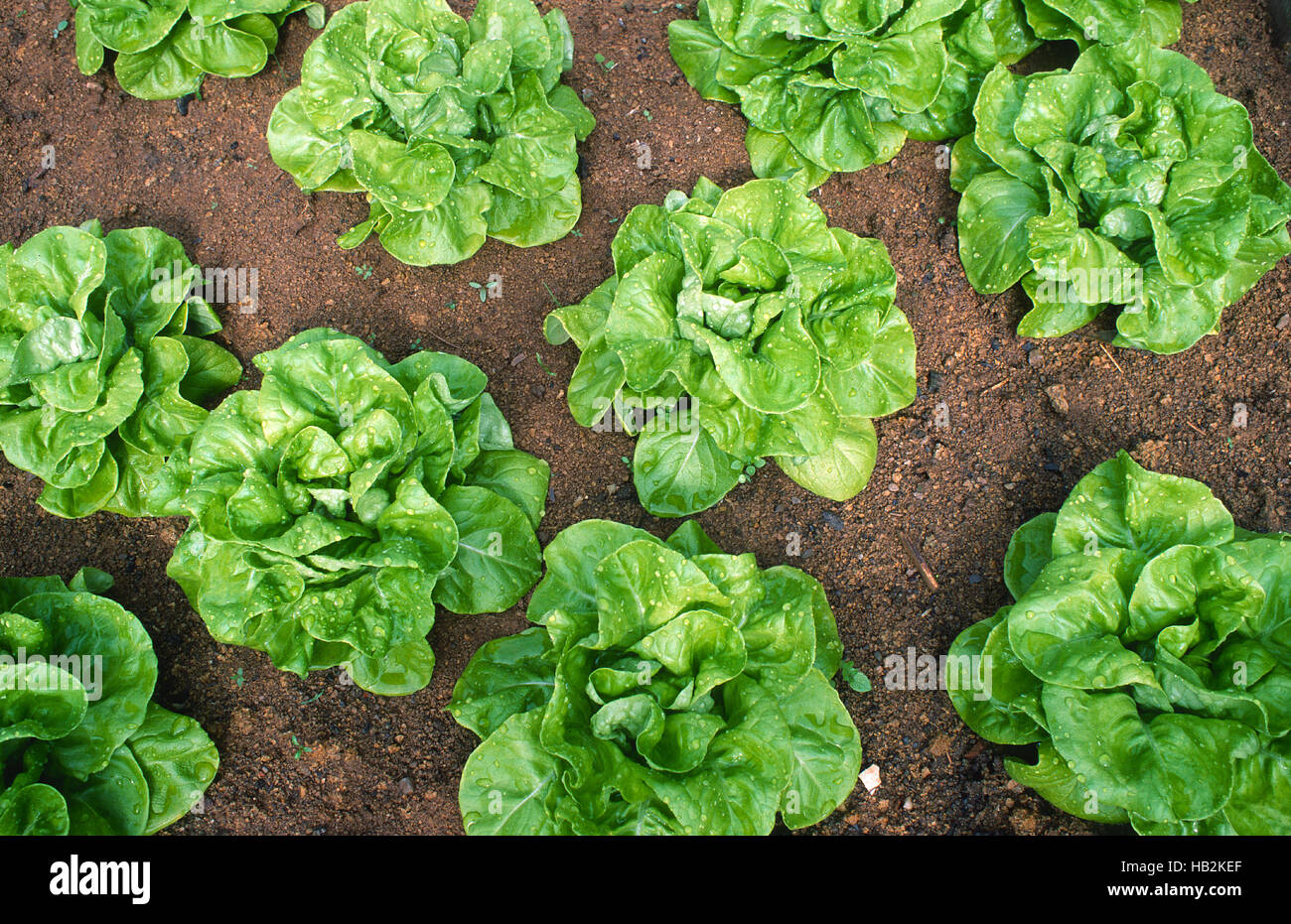 cabbage lettuce, salad Stock Photo Alamy