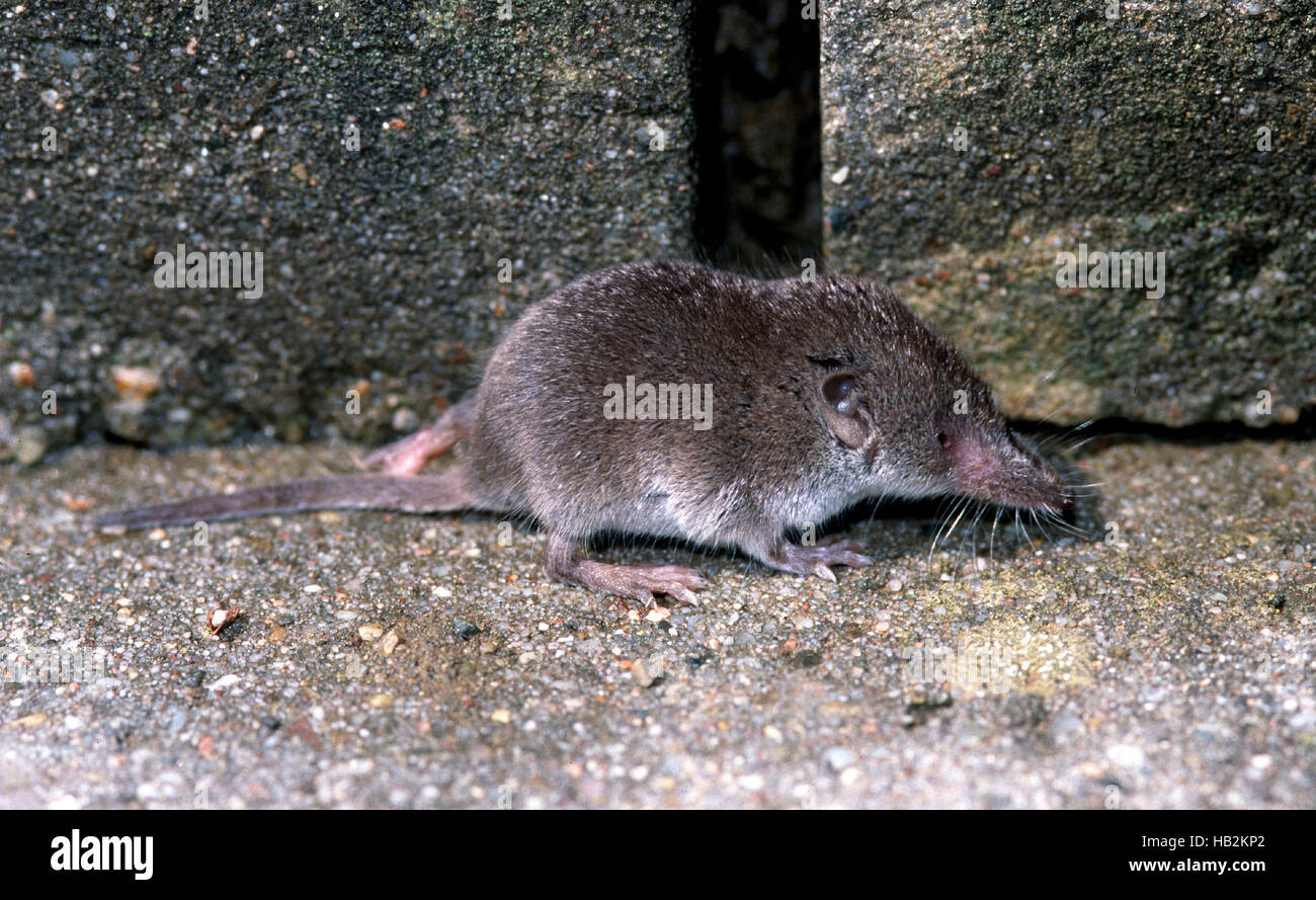 Shrew mouse hi-res stock photography and images - Alamy Shrew mouse hi-res stock photography and images - Alamy