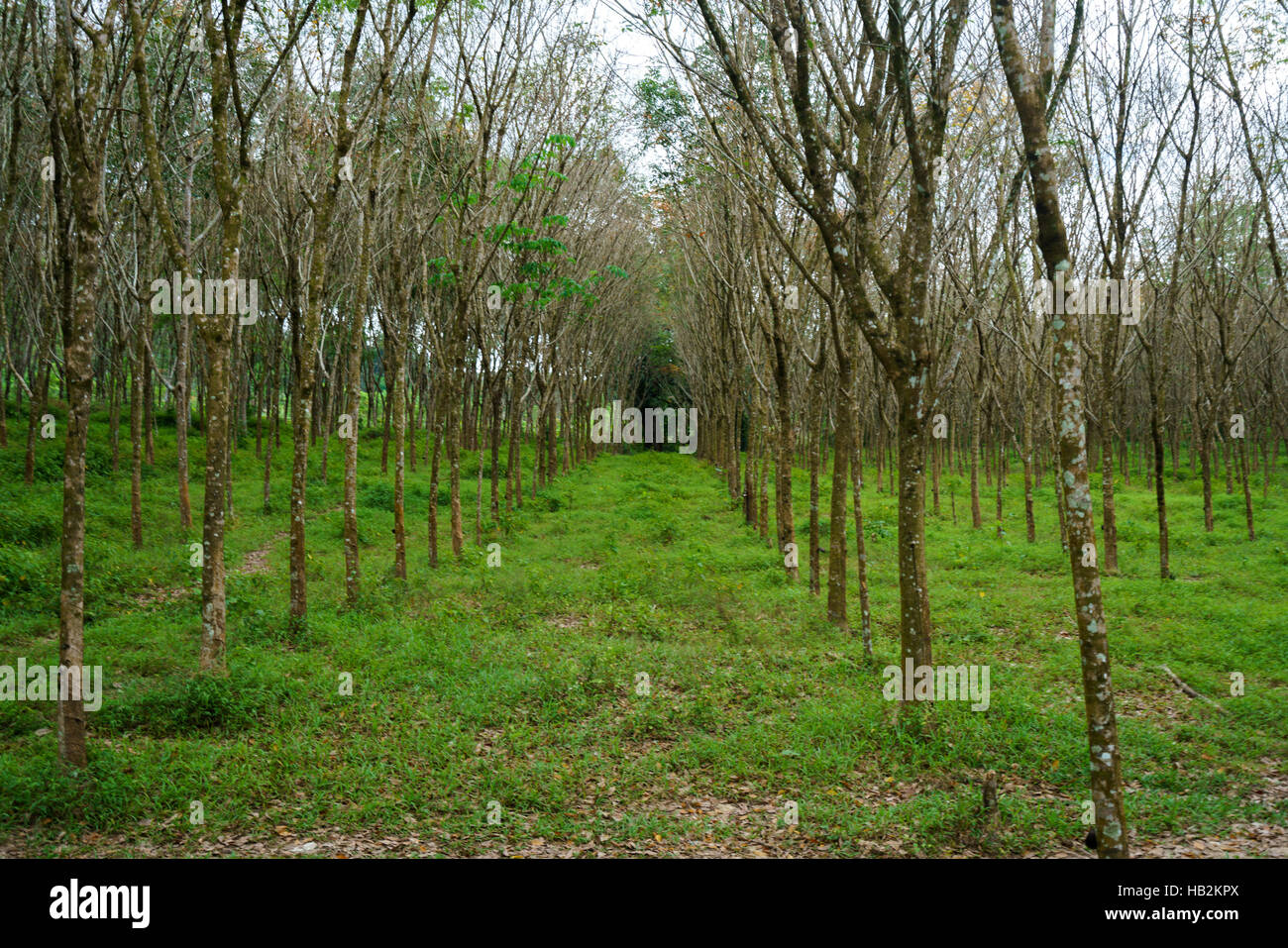 Rubber plantation in Thailand. Bright landscape Stock Photo Alamy