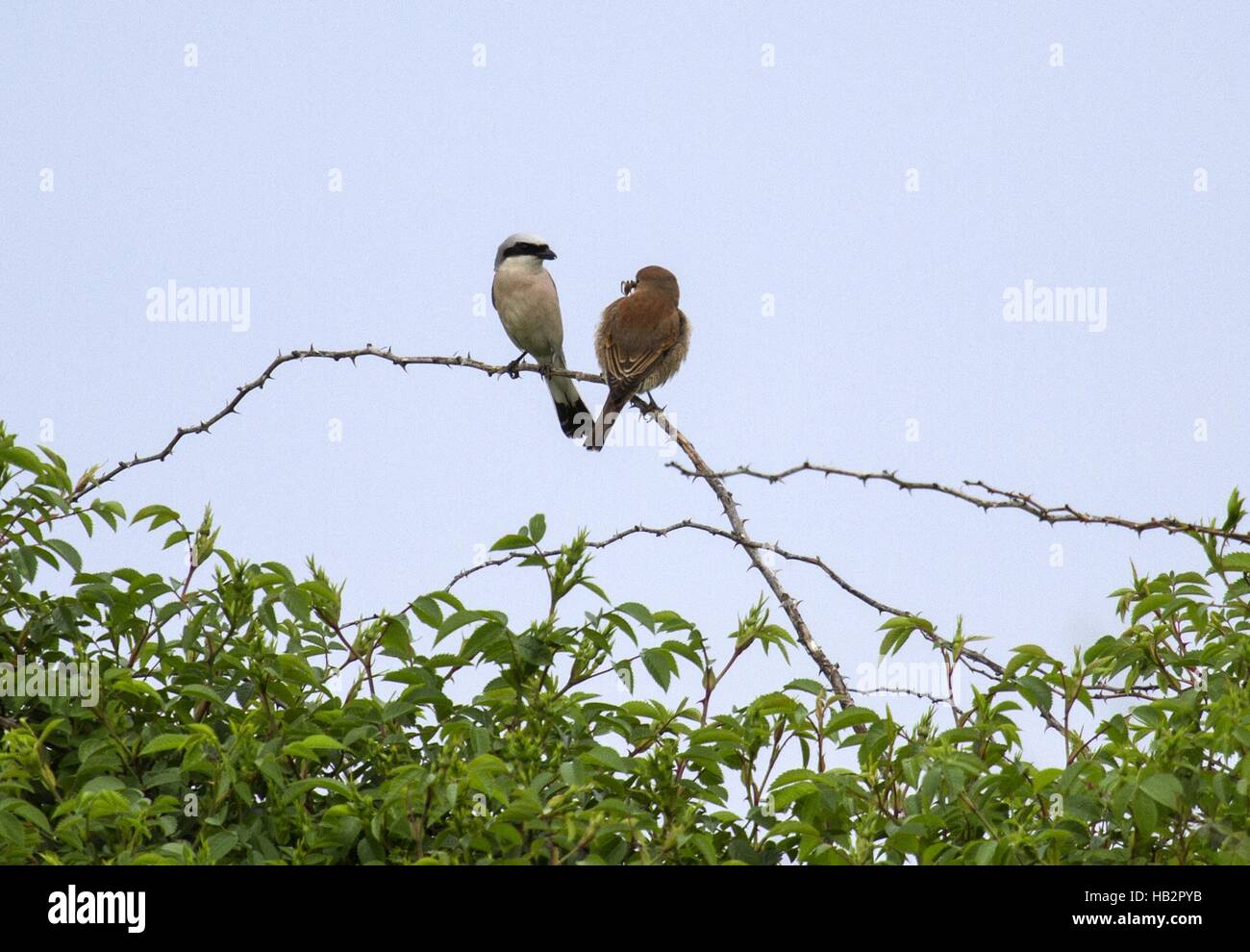 Red-backed Shrike, Cape Kaliakra, Bulgaria Stock Photo