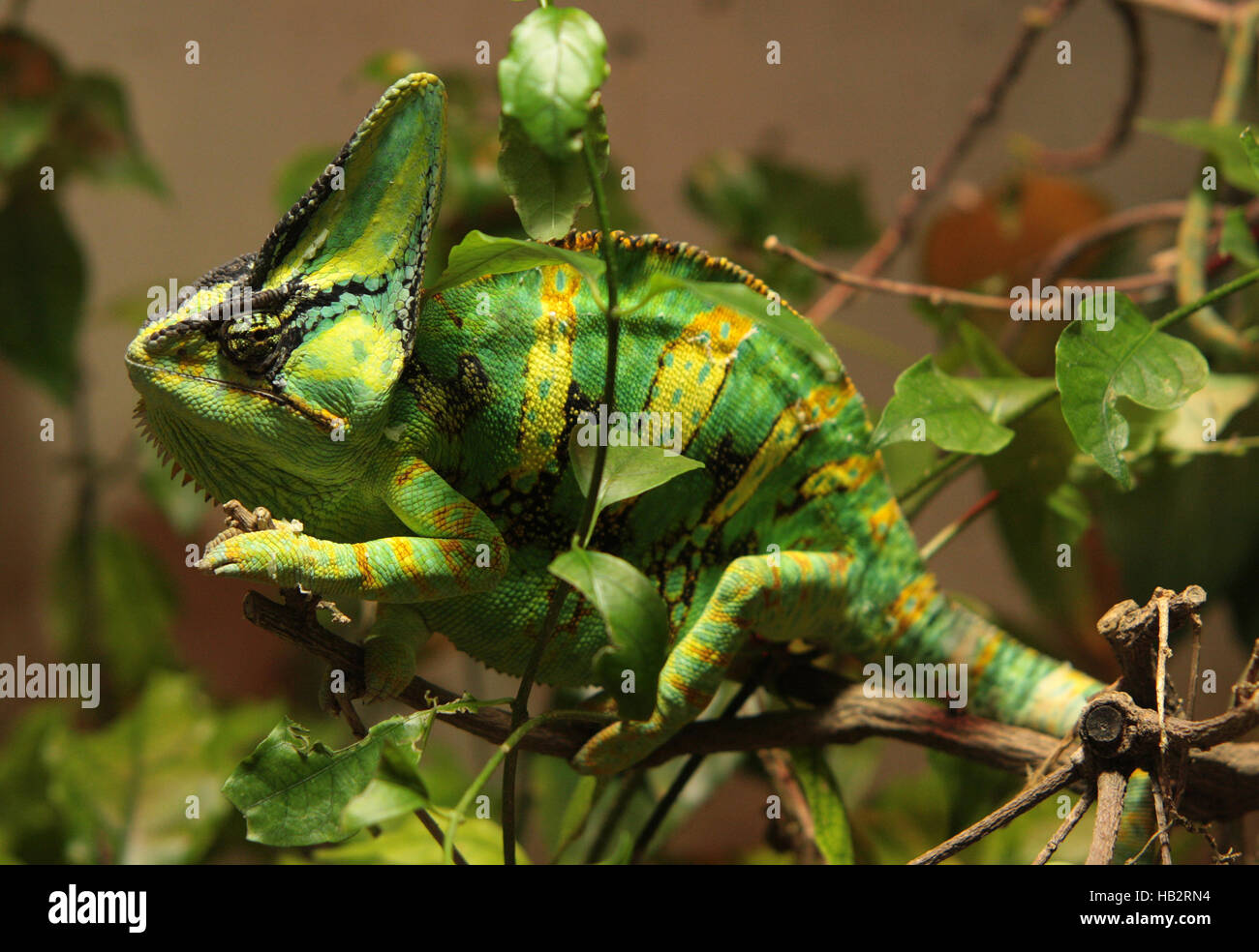 Chamaeleon Stock Photo