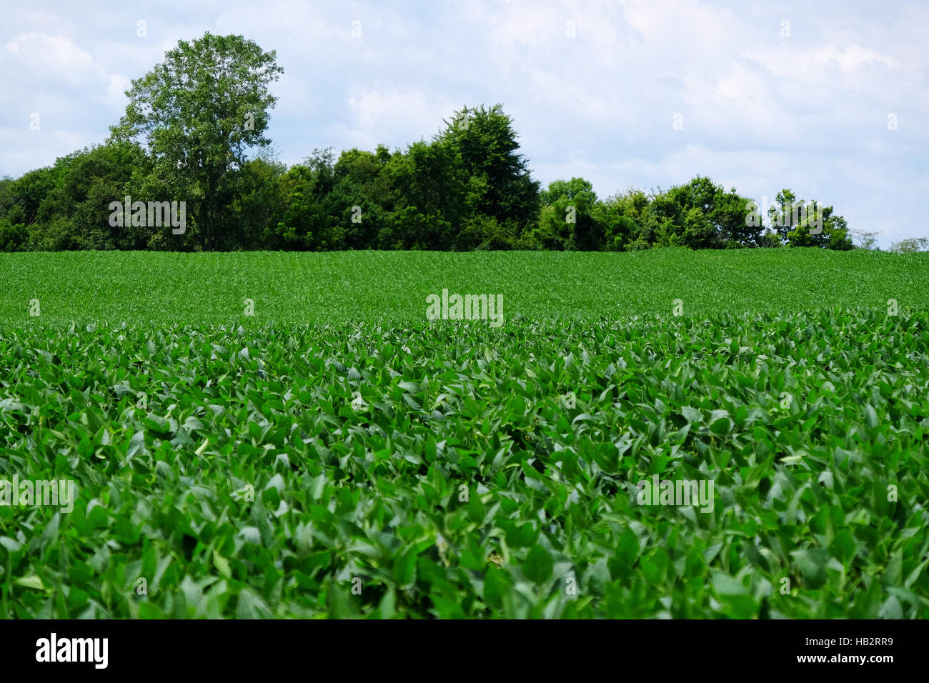 Soybean field in the summer. Stock Photo
