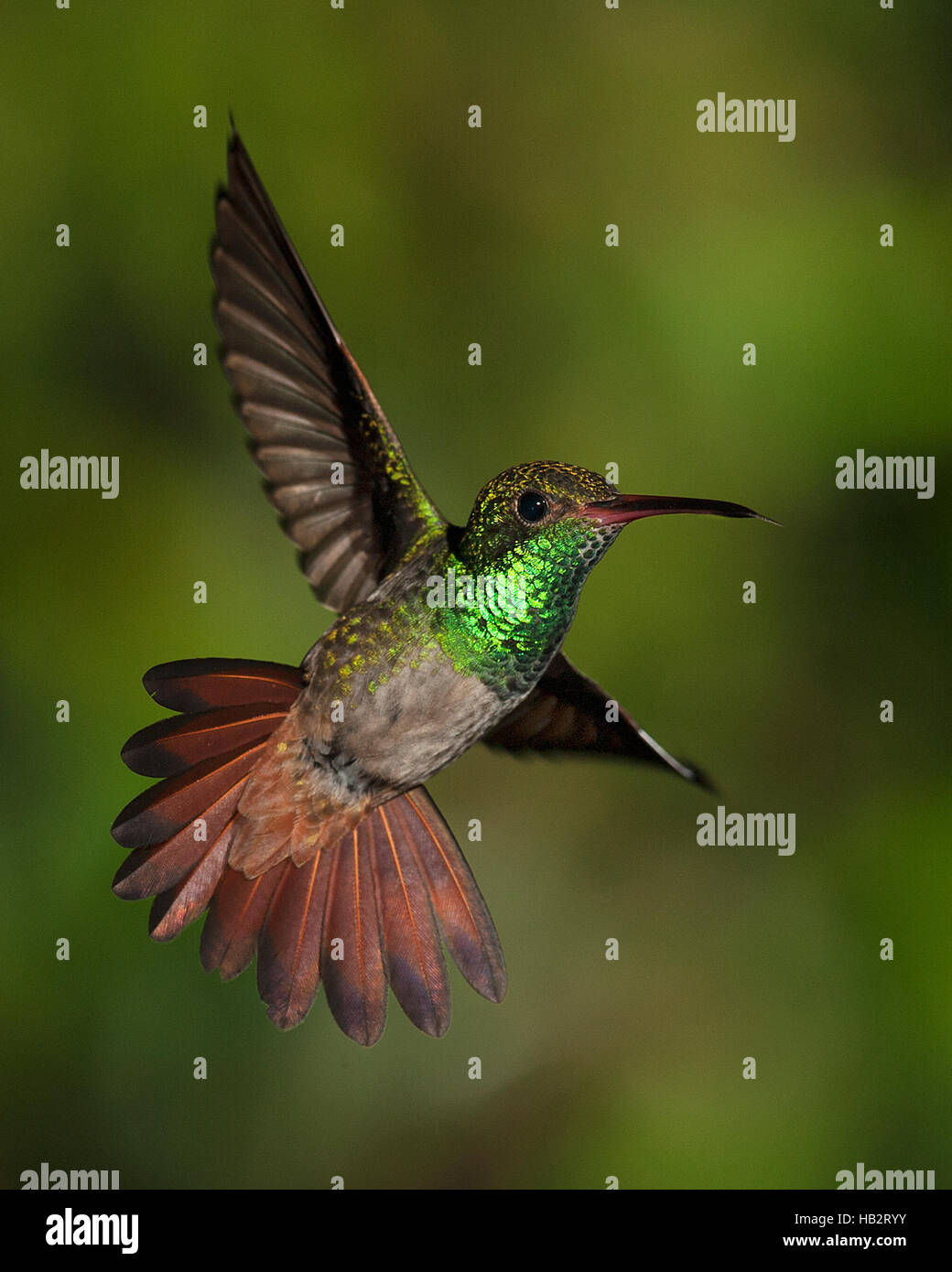 Rufous-tailed Hummingbird (Amazilia tzacati) in flight Stock Photo