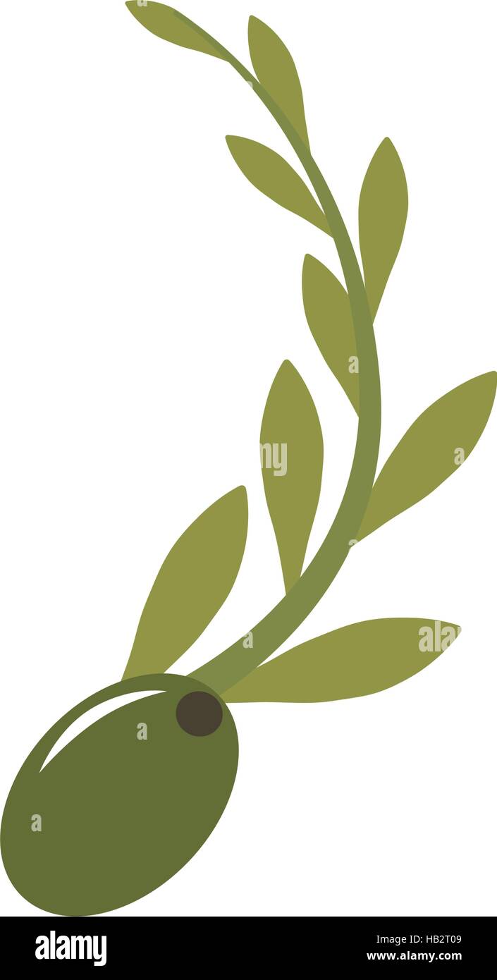 green olive seeds with leaves icon over white background. vector