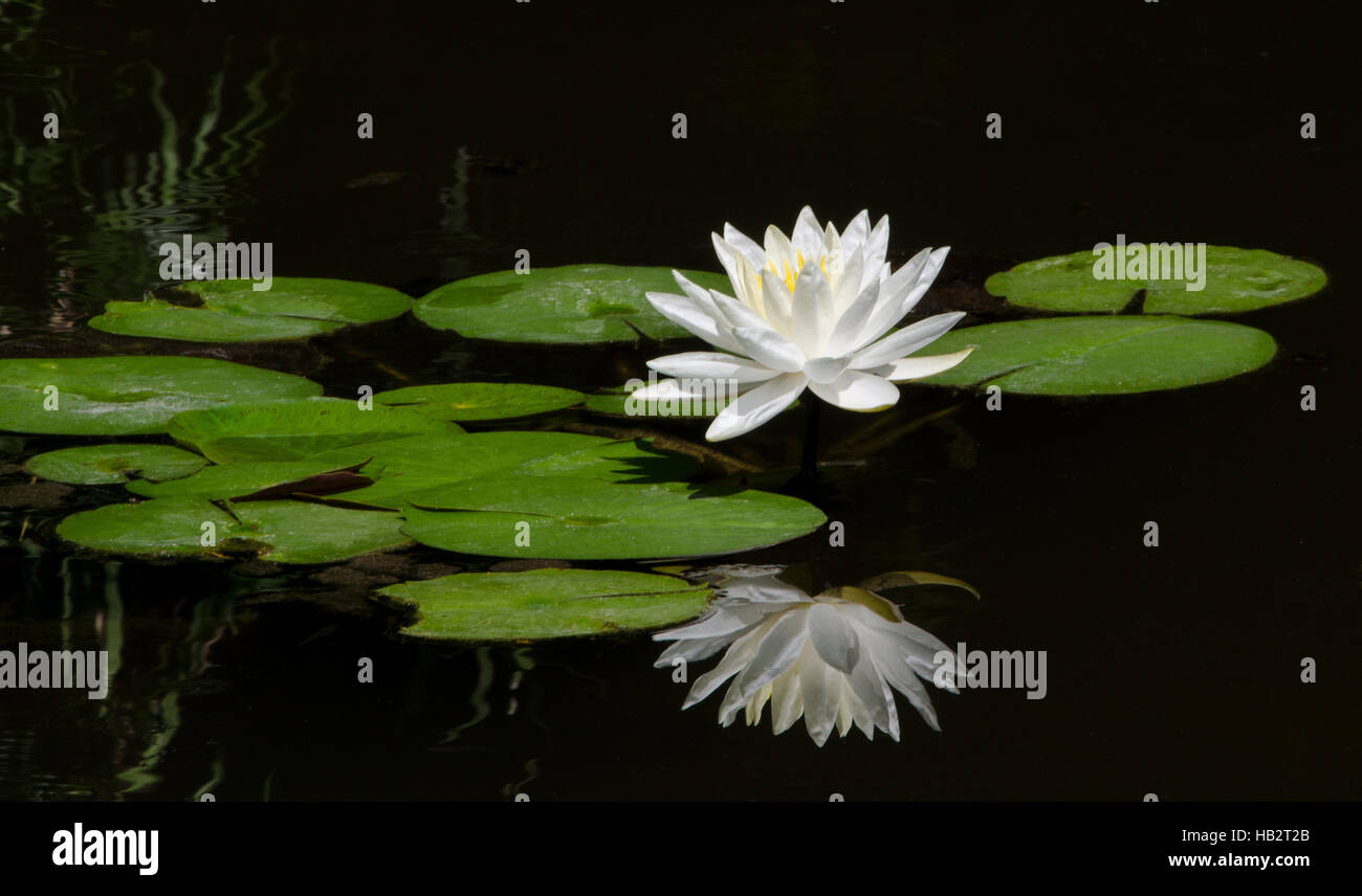 Lily pad, flower and reflection Stock Photo Alamy