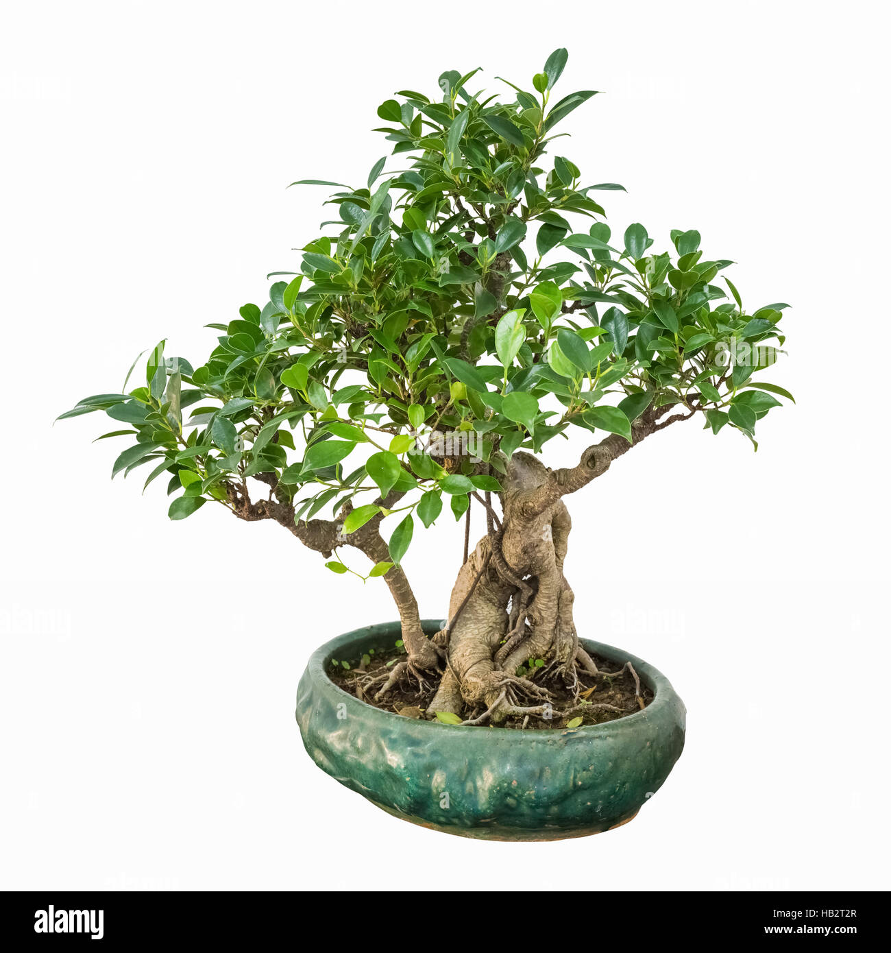 banyan bonsai tree Stock Photo Alamy