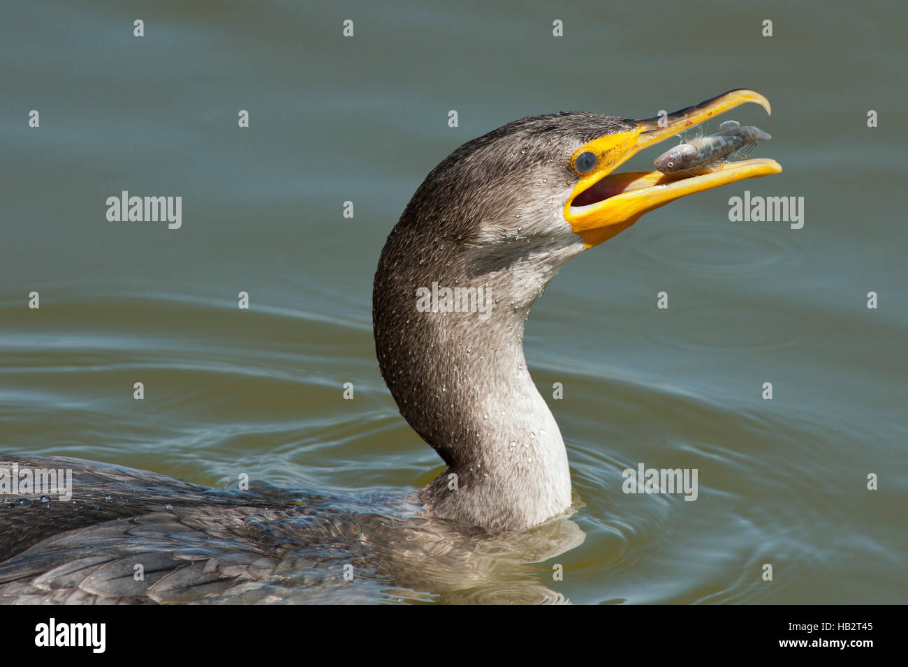 Juvenile Double Crested Cormorant (Phalacrocorax auritus) with fish about to be swallowed Stock Photo