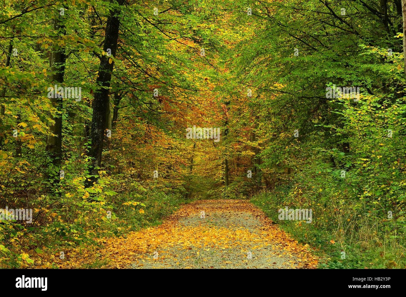 autumn, forest, forest road, atmospheric Stock Photo
