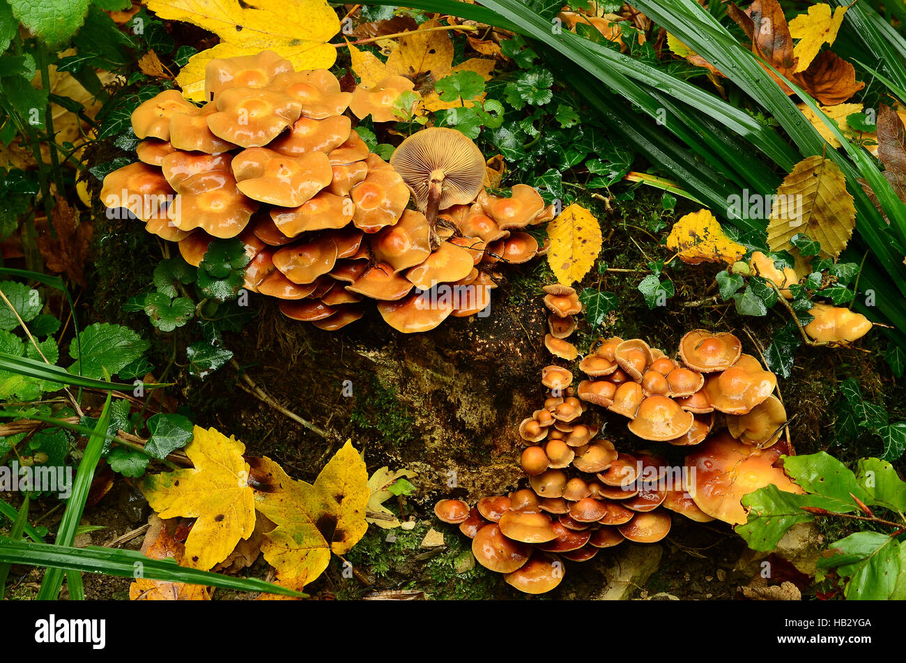 fungus, Kuehneromyces Stock Photo