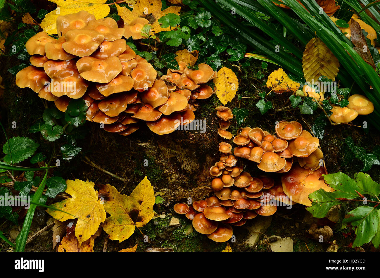 fungus, Kuehneromyces, Stock Photo