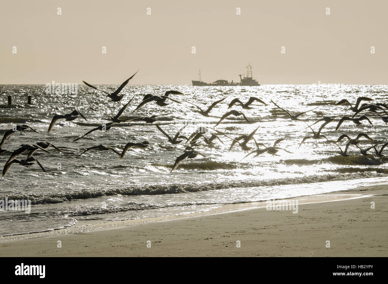 Abstract flock of birds above a beach Stock Photo