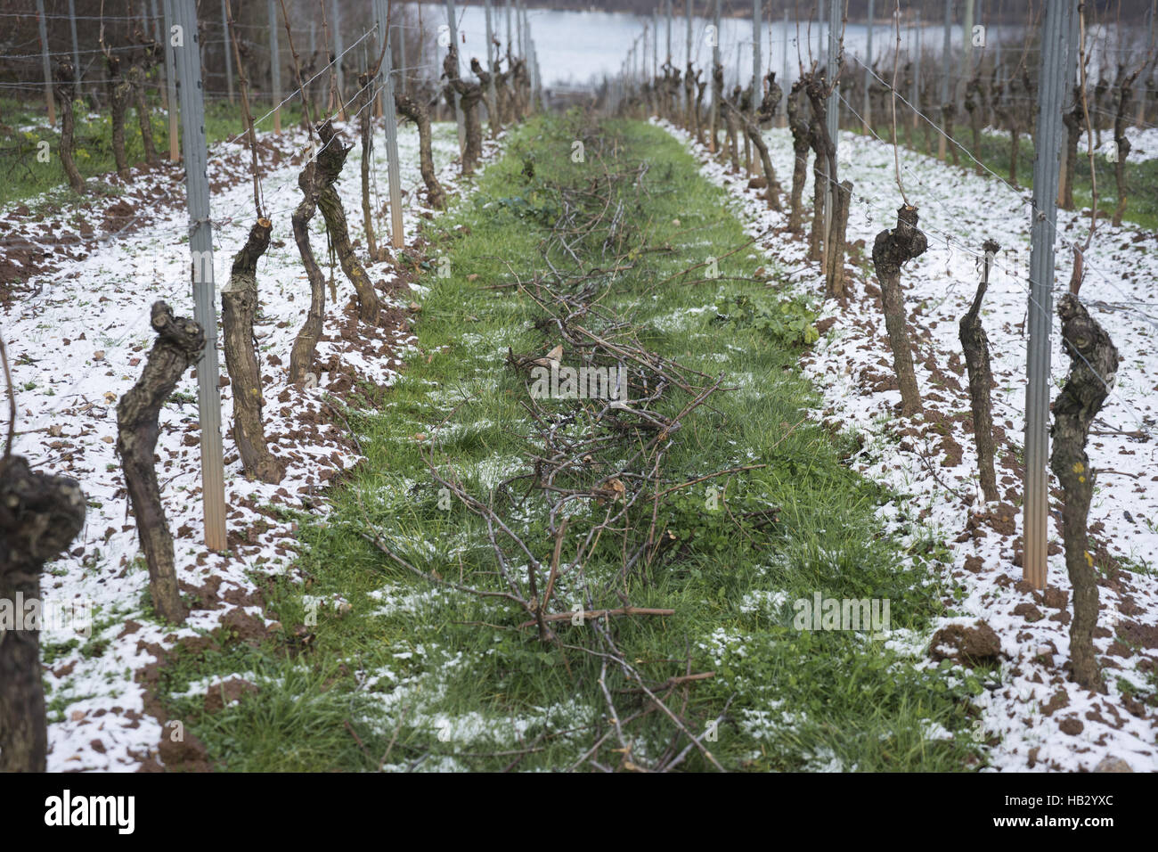 Vineyards in Winter Stock Photo