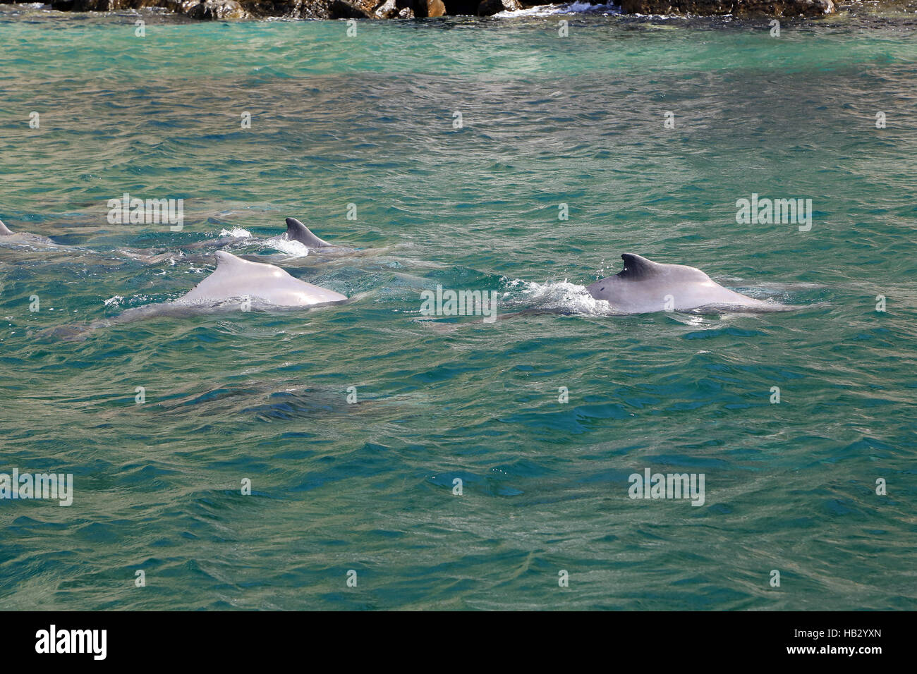 Oman, Dolphins in the fjord of Musandam Stock Photo