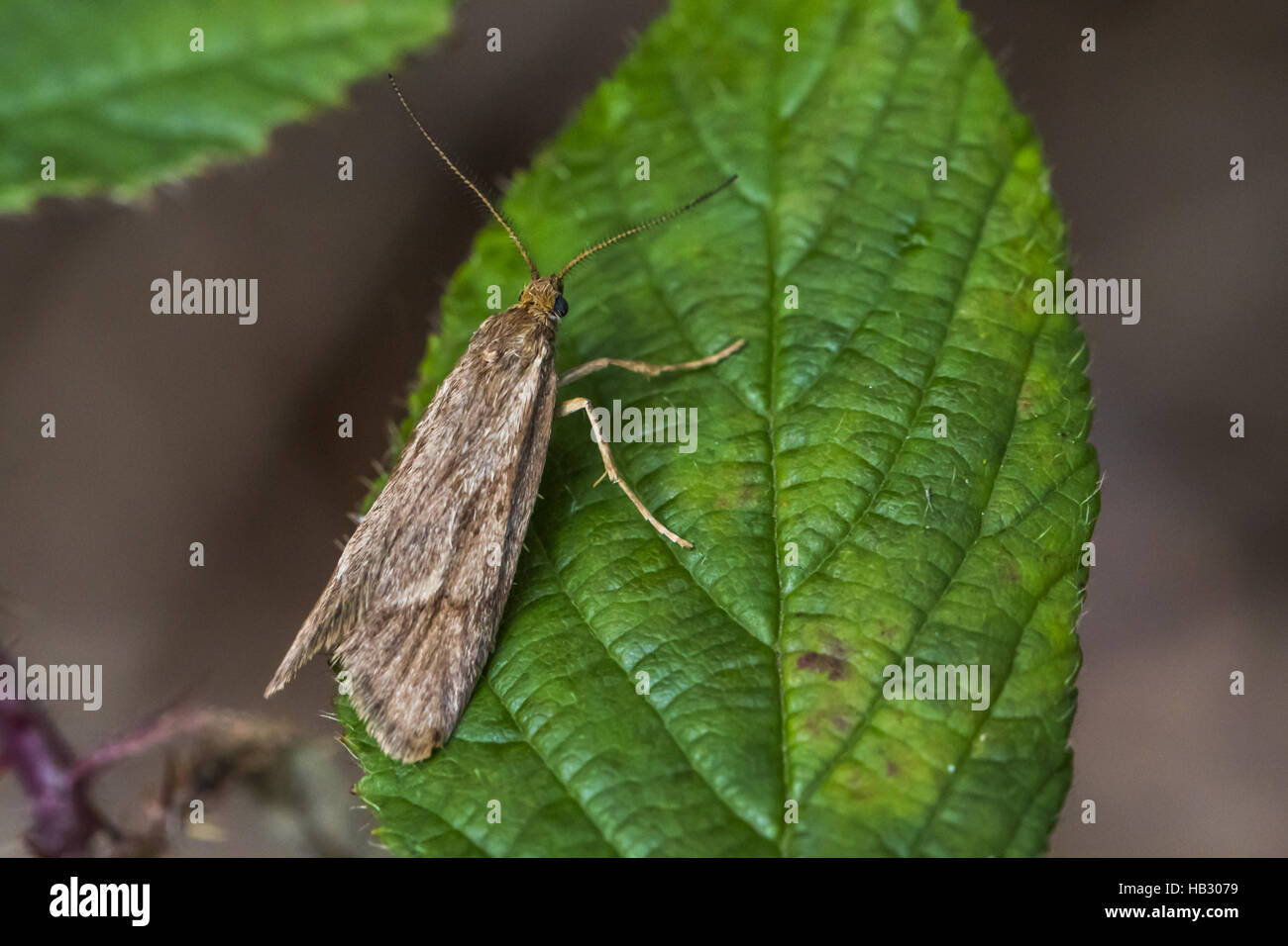 Moth (Diurnea lipsiella) Stock Photo
