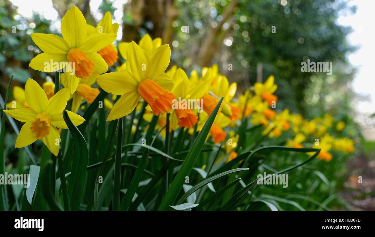 Blooming flower in the spring sunshine Stock Photo