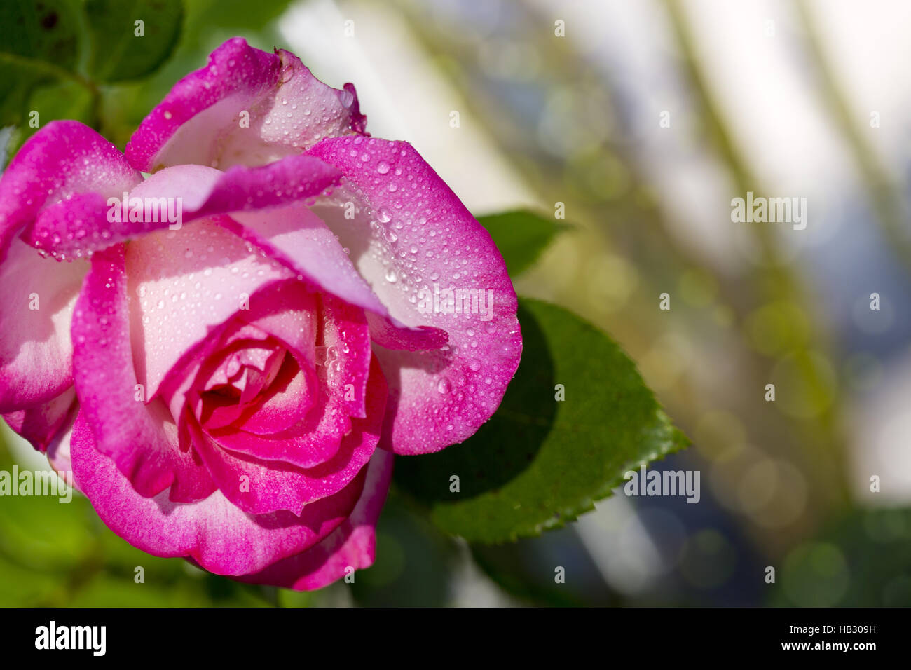 Beautiful pink rose in a garden Stock Photo - Alamy