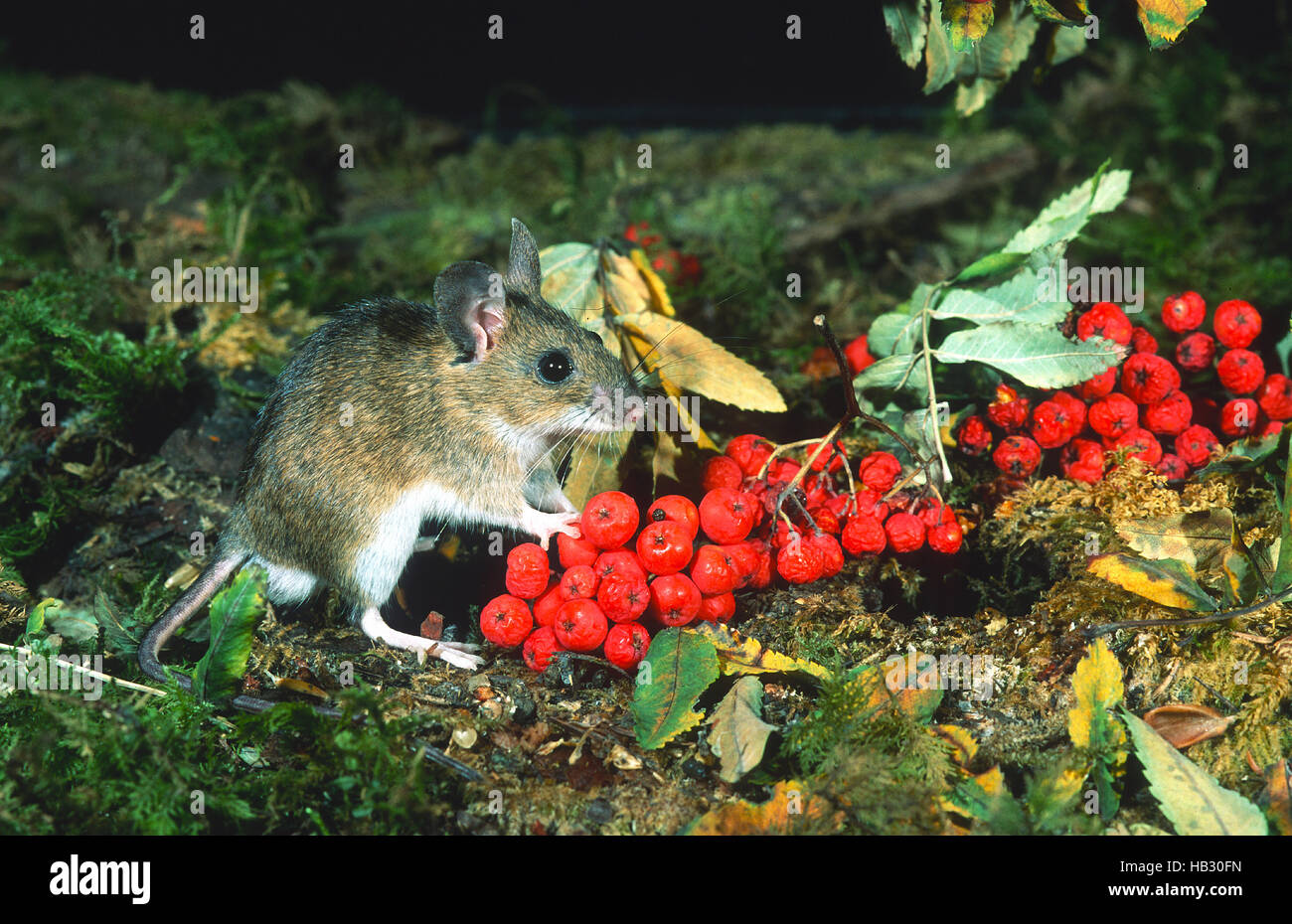 wood mouse, mouse, Stock Photo